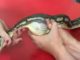 Snake swallows tennis ball 670x372