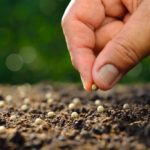 sowing seed