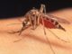 Mosquito 640x360
