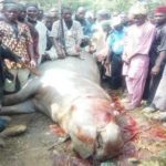 Dead Hippo