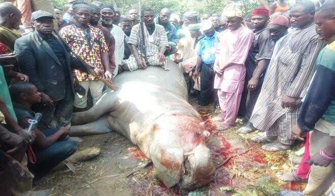 Dead Hippo