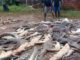 A photo taken Saturday shows two men standing among the dead crocodiles in West Papua province.
