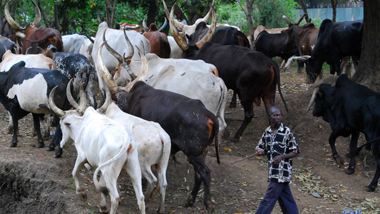 Cattle Herdsmen