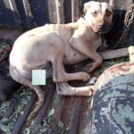 dogo1