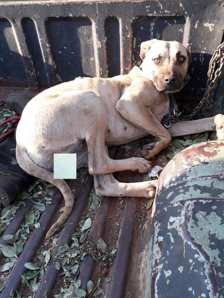 dogo1