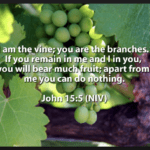 Jesus Christ is the true vine