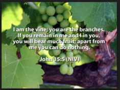 Jesus Christ is the true vine