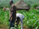 youth farming 1062x598