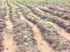 A cowpea farm at the University of Agriculture in Makurdi 1