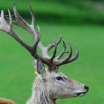 A deer has killed a man and seriously injured a woman Picture Zoe PhillipsSourceNews Corp Australia