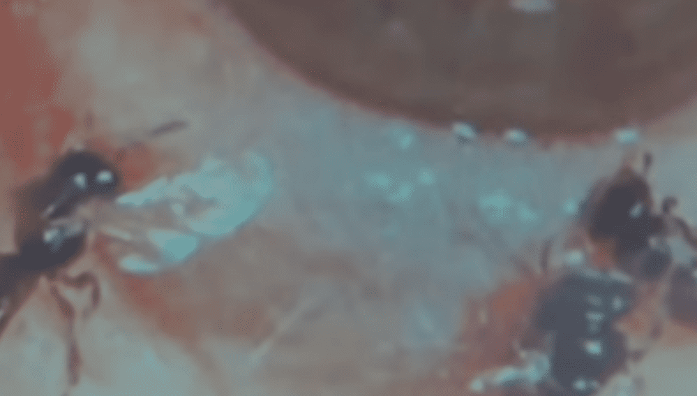 Doctor finds four bees living inside woman's eye