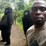 The gorillas seen trying to imitate humans