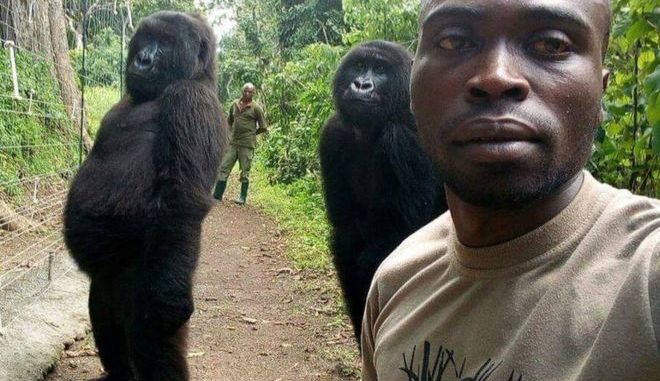 The gorillas seen trying to imitate humans