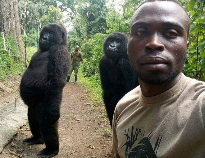 The gorillas seen trying to imitate humans