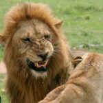 Suspected poacher killed by elephant and eaten by lions in South Africa