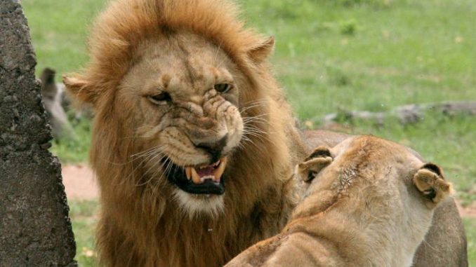 Suspected poacher killed by elephant and eaten by lions in South Africa
