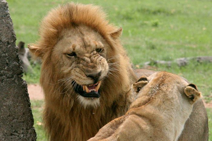 Suspected poacher killed by elephant and eaten by lions in South Africa