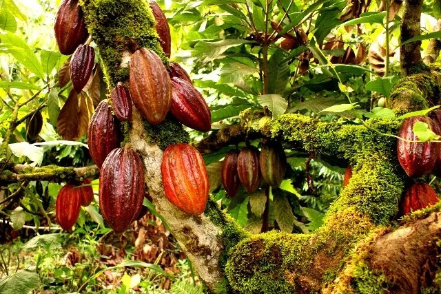 A Cocoa Plantation