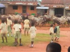 Cows in edo school2028129 0