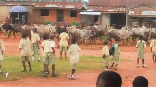 Cows in edo school2028129 0