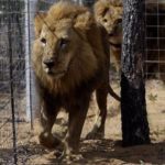 Residents In Panic As Lion Escapes From Kano Zoo