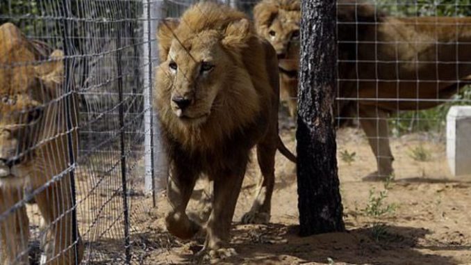 Residents In Panic As Lion Escapes From Kano Zoo