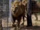 Residents In Panic As Lion Escapes From Kano Zoo