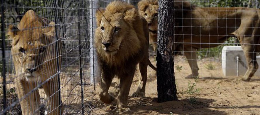Residents In Panic As Lion Escapes From Kano Zoo