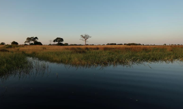 Reeds sit as waters begins to fill the Okavango Delta, Botswana, April 24, 2018. REUTERS/Mike Hutchings
