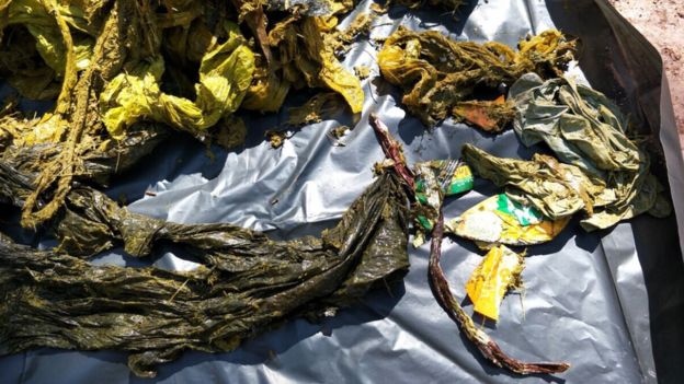 Deer found dead in Thailand with 7kg underwear and plastic bags in stomach - 9News Nigeria