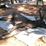 Deer found dead in Thailand with 7kg underwear and plastic bags in stomach - 9News Nigeria