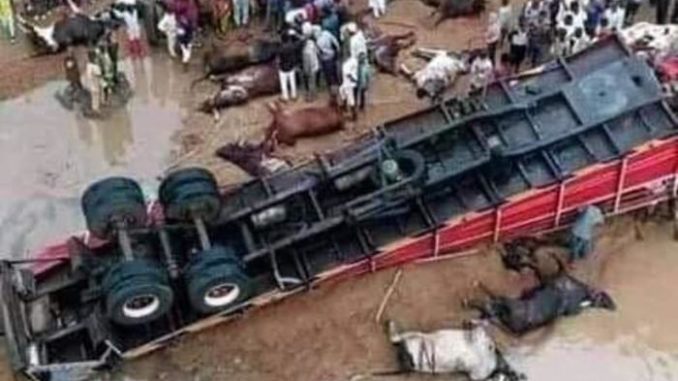 Trailer loaded with Fulani cows, goats and "Almajiris" heading to the South East fell at the Lokoja Bridge killing many