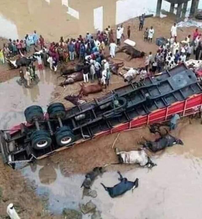 Trailer loaded with Fulani cows, goats and "Almajiris" heading to the South East fell at the Lokoja Bridge killing many