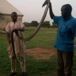 Giant Python found in Rochas Okorochas school 3