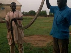 Giant Python found in Rochas Okorochas school 3