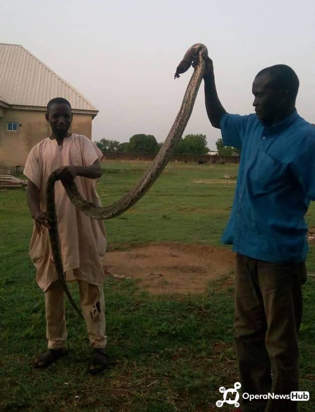 Giant Python found in Rochas Okorochas school 3