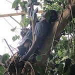 Police Officer Electrocuted On The Tree In Abuja