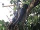 Police Officer Electrocuted On The Tree In Abuja