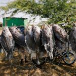 Kenya fishermen say they are squeezed by Ethiopian mega dam