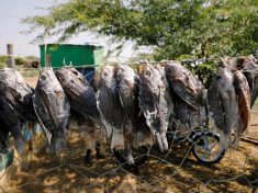 Kenya fishermen say they are squeezed by Ethiopian mega-dam