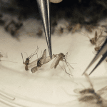 Genetically Modified Mosquitoes