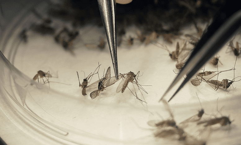 Genetically Modified Mosquitoes