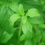Stevia plant