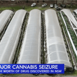 In total more than 13000 cannabis plants were seized NSW Police