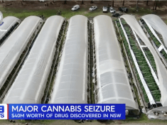 In total, more than 13,000 cannabis plants were seized. (NSW Police)