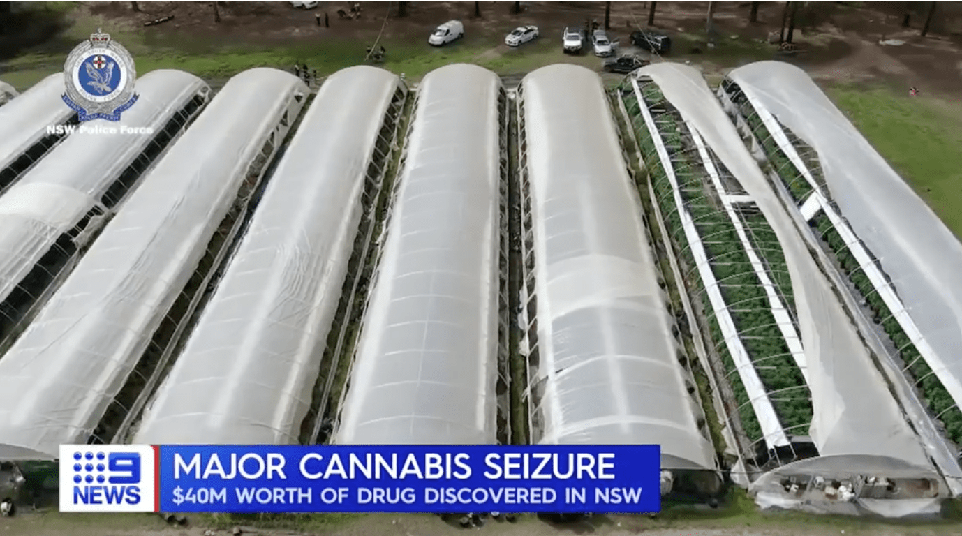 In total more than 13000 cannabis plants were seized NSW Police