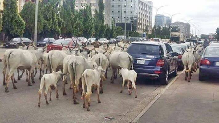 Herdsmen, cows take over CBN Headquarters in Abuja - images