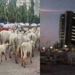 Herdsmen cows take over CBN Headquarters in Abuja   Report