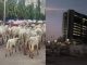 Herdsmen, cows take over CBN Headquarters in Abuja. - Report