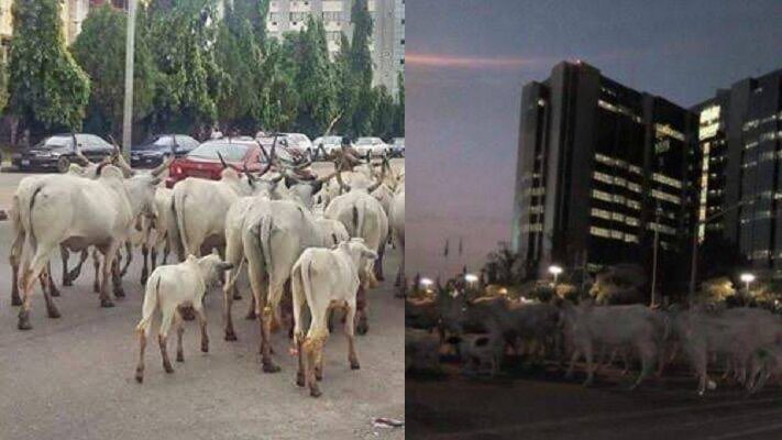Herdsmen, cows take over CBN Headquarters in Abuja. - Report